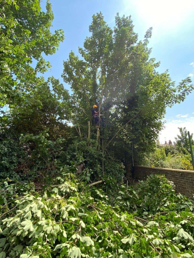 This is a photo of an overgrown garden, where the trees are being felled. There is a tree surgeon standing on the tree cutting the branches off, and there are lots of branches below him that have already been felled. Photo taken by Bury St Edmunds Tree Surgeons.