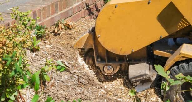 This is a photo of a stump grinding machine being used to remove a tree stump in a garden. Photo taken by Bury St Edmunds Tree Surgeons.