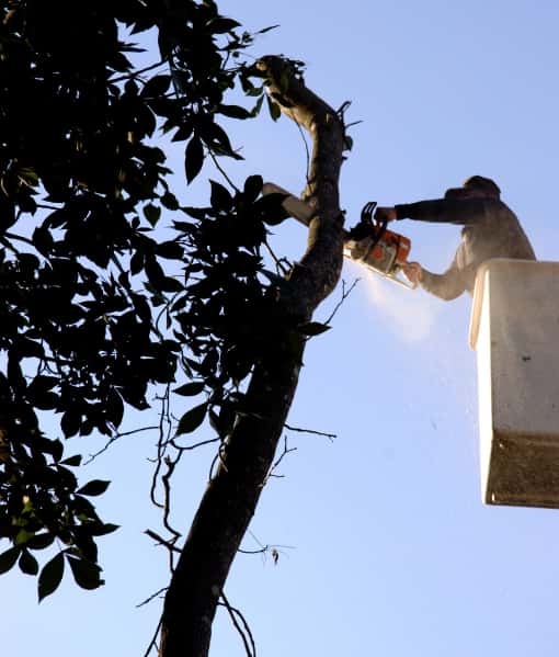 This is a photo of an arborist up a cherry picker, carrying out tree pruning. Photo taken by Bury St Edmunds Tree Surgeons.