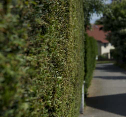 This is a photo of hedge cutting running along the front of a house and the road is also visible. Photo taken by Bury St Edmunds Tree Surgeons.