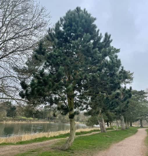 This is a photo of a well groomed tree located in a park, there is a path to the right hand side, and a lake to the left hand side. Photo taken by Bury St Edmunds Tree Surgeons.