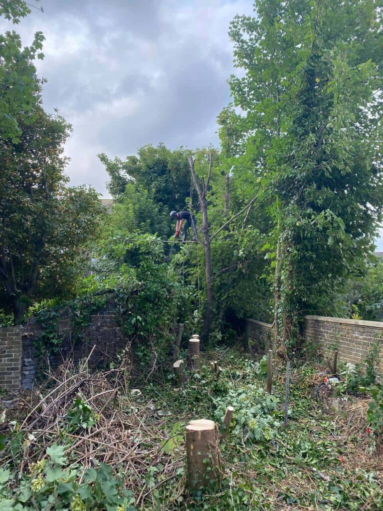 This is a photo of an overgrown garden, where the trees are being felled. Four large trees have already been felled, and there is a tree surgeon standing on the final one, about to cut it down. Photo taken by Bury St Edmunds Tree Surgeons.