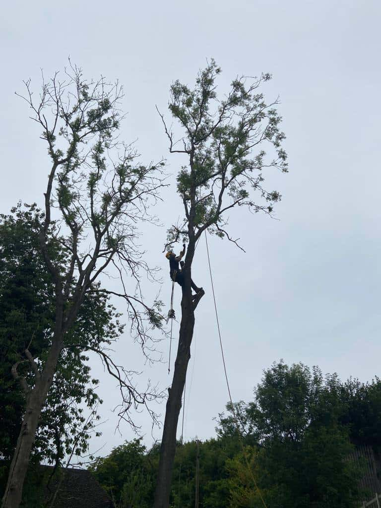 This is a photo of a professional tree surgeon who has climbed a tree, and is removing limbs from it. He is removing the tree completely in sections. Photo taken by Bury St Edmunds Tree Surgeons.