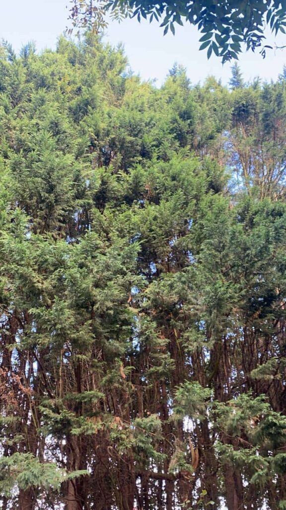 This is a photo of an overgrown garden, with many large trees at the end of it which are being felled. Photo taken by Bury St Edmunds Tree Surgeons.